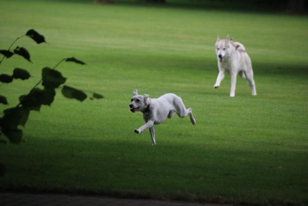 Hundewiese Eickhorst